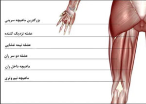 آناتومی عضلات همسترینگ و پشت پا