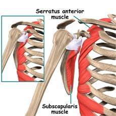 عضلات بین کتف و قثسه صدری